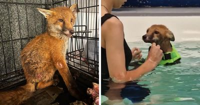 Fox Kit Given Little Hope Of Survival Gets A Second Chance Thanks To Swimming Lessons