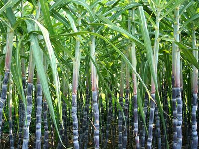 Centre to set up high-level committee within a week to address sugarcane farmers' grievances