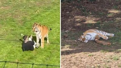 A British man wanted to get a picture with a tiger at a wildlife park, then he entered the enclosure and was mauled to death