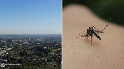 Los Angeles isn’t just home to celebrities, it’s now a shelter for mosquitoes: ‘It’s an absolute nightmare’