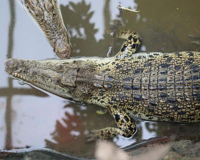 After two tragic incidents in months does safety at English zoos need a rethink?