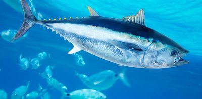 Hooked on tuna: People have been harvesting these ocean predators for 44,000 years