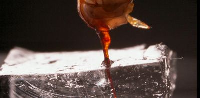 How does a honeybee stinger actually pump venom? First-ever video shows it in action