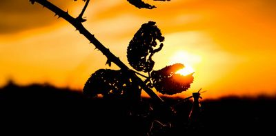Over 40 years ago, a mystery vigilante released a fungus to control blackberry in Australia. But why?