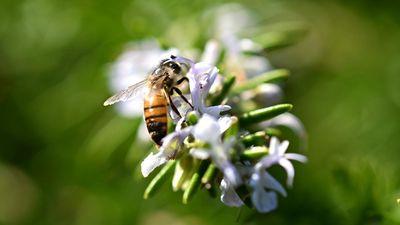 Scientists solve mystery behind honeybee's sting
