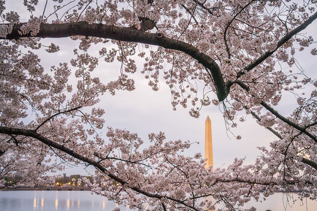 Judge scolds Trump DOJ over tree removal