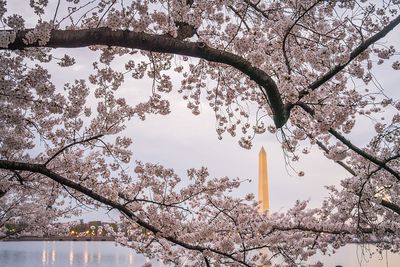 Judge scolds Trump DOJ over tree removal