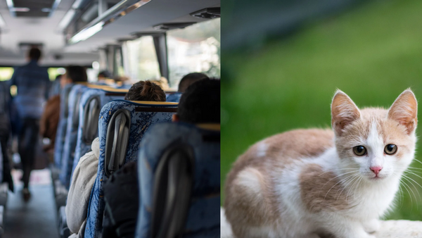 Bus Driver Removal Dispute: Kitten rescue costs Maryland driver route; parents press for return