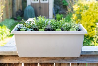 How to Move Container Herbs Indoors Without Bringing Pests