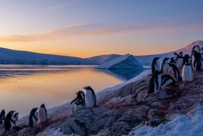 Race against time to save British base on an Antarctic island full of penguins