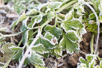 Why Parsley Can Keep Producing in Cooler Weather