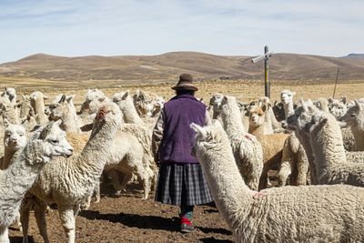 Extreme Cold in Peru: Senamhi Warns of Temperatures Down to -15°C in 49 Provinces Across Eight Regions