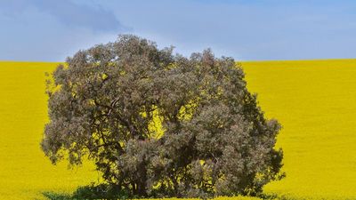 It was all yellow: bumper canola crop after tough start