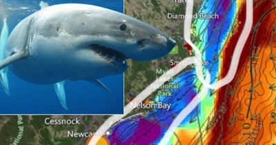 'Insane water conditions': controversial shark fisherman issues great white warning