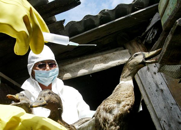 Bird Flu Hits Indiana Duck Facility and Minnesota Turkey Farm as Another Texas Dairy Herd Tests Positive