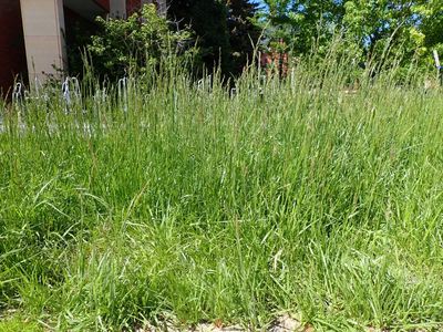 In 1943, Kentucky released a hardy pasture grass that farmers embraced; today, tall fescue covers an estimated 35 million acres, while its hidden fungus causes costly cattle health problems