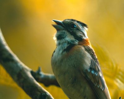 Trill seekers: can scientists use AI and tutors to help birds remember lost songs?