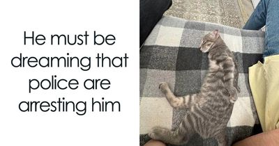 45 Hilarious Posts Shared By “Love Animal Memes” That Might Make Your Day