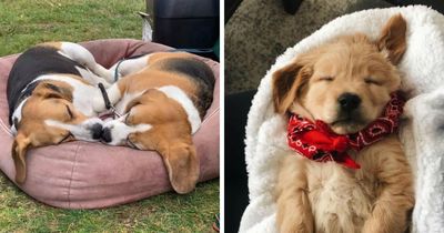 40 Puppies Caught In The Middle Of Their Sweetest Dreams, As Shared By This Page
