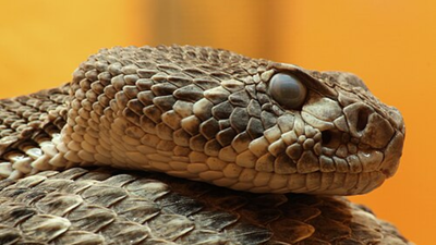 Florida father and son find eastern diamondback rattlesnake outside their home