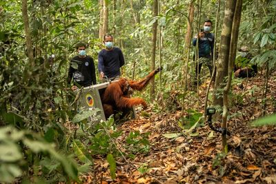 Indonesia relocates 8 orangutans into protected forest after rescue from wildfires