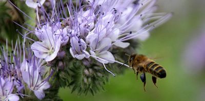 How electric vehicles could help pollinators find flowers again
