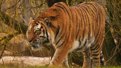 Why Yorkshire Wildlife Park Chose Not to Euthanize the Endangered Tiger That Killed a Visitor