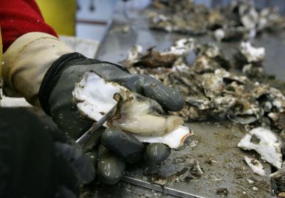 Virginia Halts Oyster and Clam Harvesting in Little Wicomico River After Shellfish Are Tied to Pennsylvania Salmonella Cases
