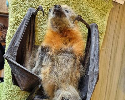 Flying foxes in NSW and Victoria face mass starvation amid food shortages