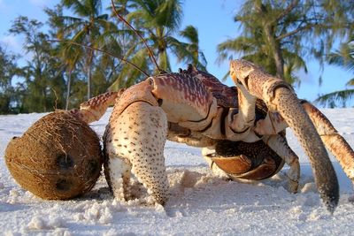 Could Amelia Earhart have been eaten by giant crabs? Theory resurfaces as hunt for her plane enters critical phase
