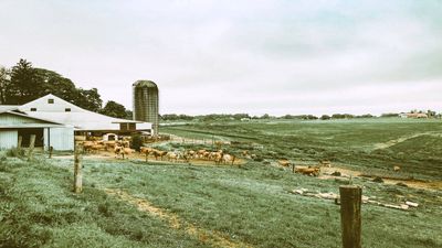 USDA REAP Grants For Farm Energy: Dairy farm slashes power bill; surplus solar earns utility credits
