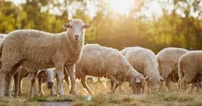 Passenger allegedly pointed gun at farmer who tailed sedan after sheep shot