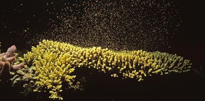 Spawning coral release quintillions of eggs each year: new research