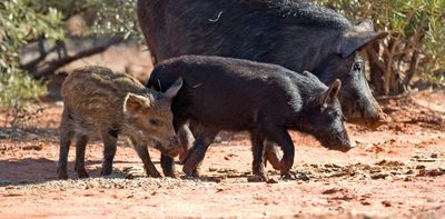Introduced species aren’t good or bad. But when they slip from our control, we are quick to condemn them