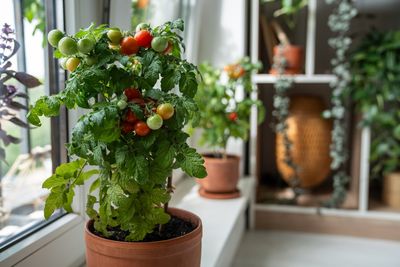 How to Store Green Tomatoes So They Ripen Indoors