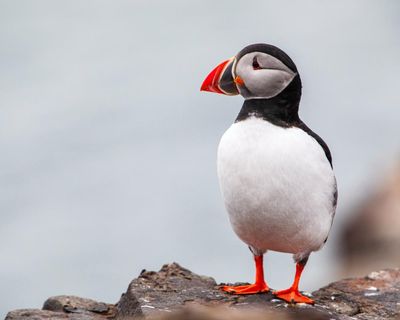 Birdwatch: the paradoxical puffin – a comical bird with a fighting spirit