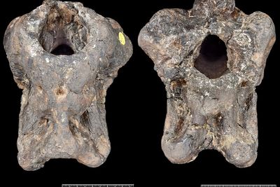 New dinosaur species identified from skull found on Isle of Wight