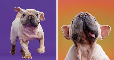 My 19 Outtakes Of Mork, The Rescue Dog Featured In The 2027 Calendar