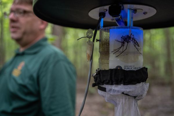 Two Central North Carolina Adults Died of West Nile Virus as Mosquito Season Stretches Into Mid-October