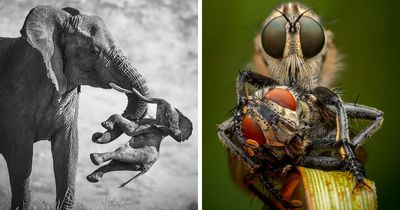 The Wildlife Photographer Of The Year 2026 Winners Are Gorgeous And Heartbreaking (19 Pics)