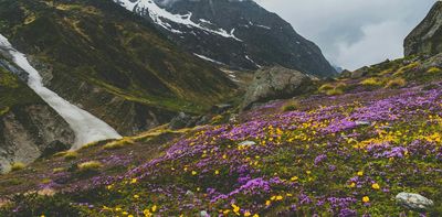 Why are there so many plants? New research reveals two key phases in Earth’s past