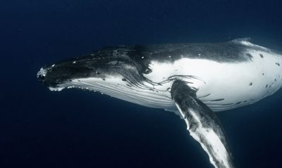 Viral Video of Giant Whale Smashing Into a Fishing Boat Prompts Wide Array of Reactions From Viewers