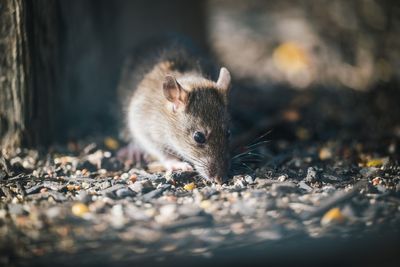 Chicago Weighs Lawsuit Against Billionaire After Fines Fail To Stop Alleged Rat-Feeding Operation
