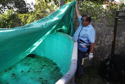 Hillsborough Dengue Emergency Faces October 15 Expiration as Mosquito Spending Passes $4 Million and Cases Reach 259