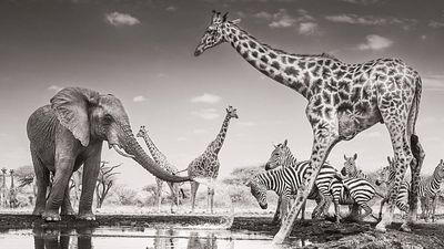 ‘Heartbreaking’ elephants and wily coyotes: Wildlife Photographer of the Year 2026 – in pictures