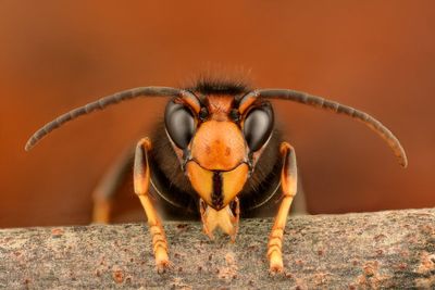 ‘Life-threatening’ sting warning as invasive Asian hornet nests surge in Jersey