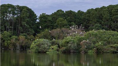 Charleston Museum commits $15M to protect Dill Sanctuary from development