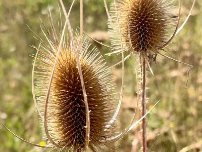 In the 1700s, European teasel reached America, including a type used to finish cloth; today it grows in 43 of 48 lower states, and one plant can make 2,000+ seeds