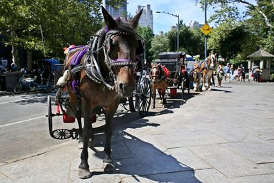 New York City moves to ban horse-drawn carriages
