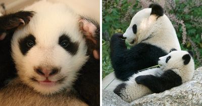 Meet The Giant Pandas Behind One Of China’s Proudest Conservation Wins, In A New Photo Book (12 Pics)